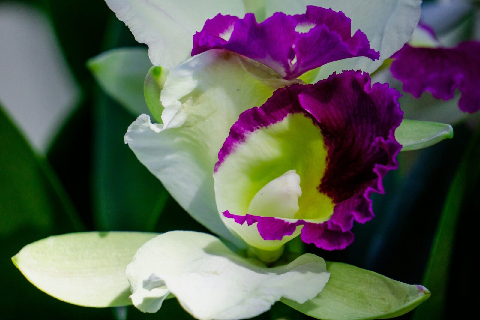 a close up of a purple and white flower