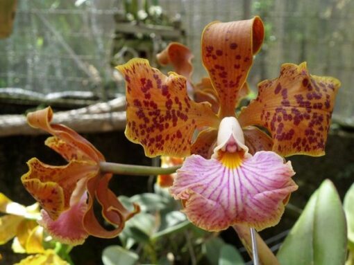 CATTLEYA VELUTINA -  PRÉ ADULTA