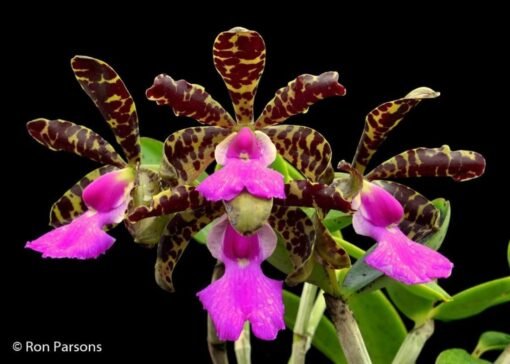 CATTLEYA ACLANDIAE MUDA 5 A 10 CM