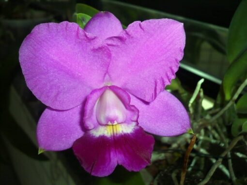 BLC. ROSE WHISPER X LC ALOHA CASE CHING HUA - CORTE ADULTO