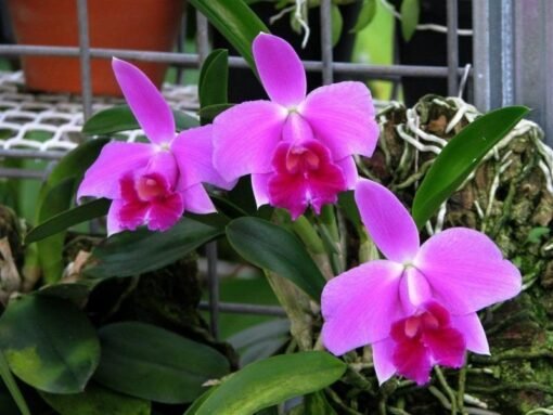 LAELIA PUMILA BLACK DIAMOND -  PRÉ ADULTA