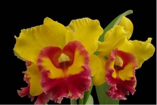 BLC. CHUNYEAH X POT. LUNA JAUNE CORTE ADULTO