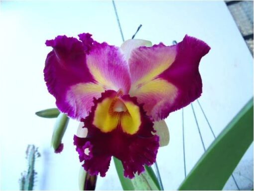 BLC CHINESE BEAUTY HEI CHU X BLC GEORGE KING  PRÉ ADULTA