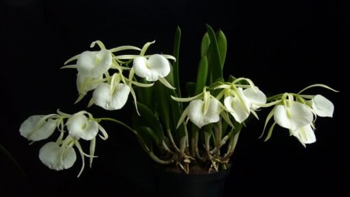 BRASSAVOLA NODOSA MUDA 5 A 10 CM