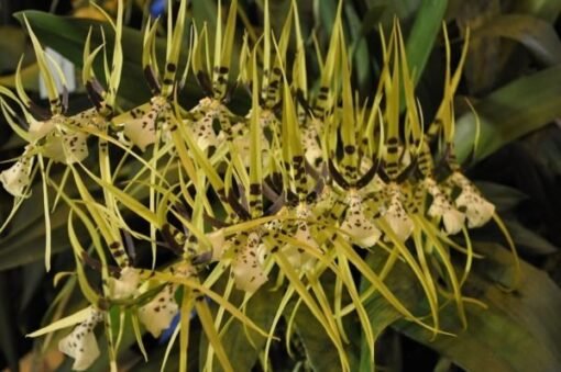 BRASSIA KELIANA X BRASSIA ETERNAL WIND PRÉ ADULTA