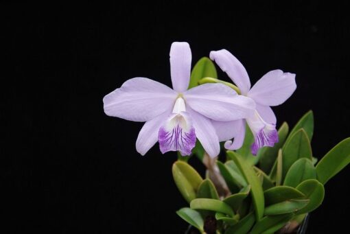 L. SINCORANA COERULEA X SELF