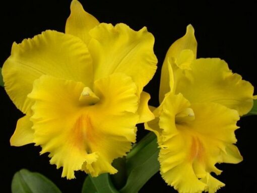 C. HAADAYAI X OCONEE MUDA