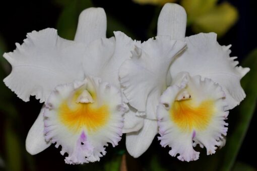 BLC. CALIFORNIA GIRL X SELF ADULTA