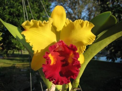 BLC. CANARY GOLD  PRÉ ADULTA