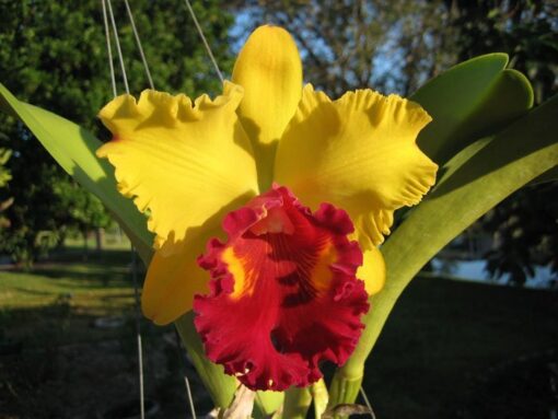 BLC. CANARY GOLD - CORTE ADULTO