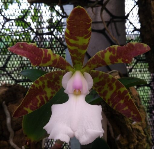 CATTLEYA ACLANDIAE ALBENSES CAROLYNE - MUDA DE 5 A 10CM