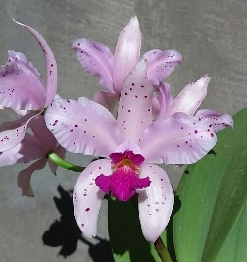 C. AMETHYSTOGLOSSA SEMI ALBA X FLAMEA