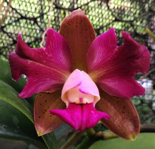 C. LEOPOLDI TRILABELO X BLC. WAIKIKI GOLD LEA