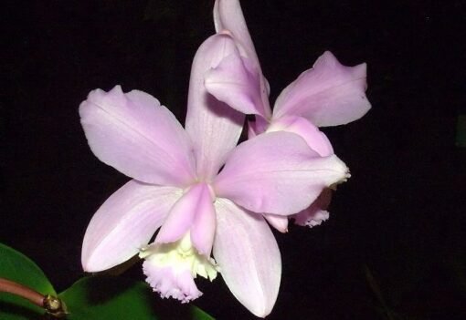 CATTLEYA LODIGESI AQUINI -  PRÉ ADULTA