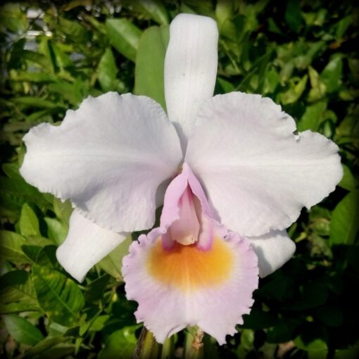 CATTLEYA SHOEDERAE POPOYAN -  PRÉ ADULTA