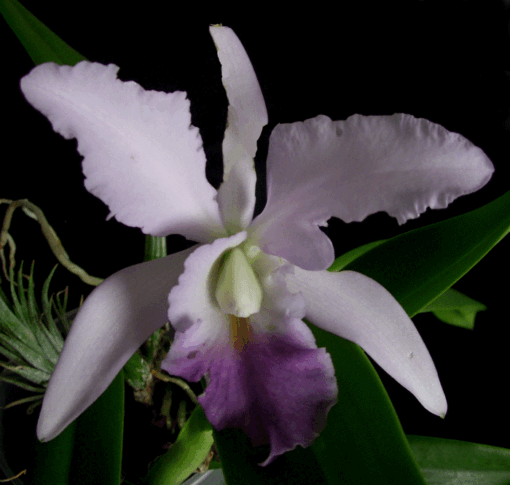 C. EROS COERULEA X TRIANAE COERULEA ADULTA