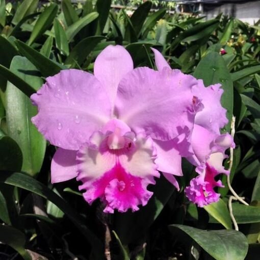 BLC. CHIEL PINK DIANA MUDA 10 A 15 CM