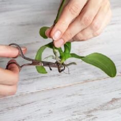 Plantas de Corte