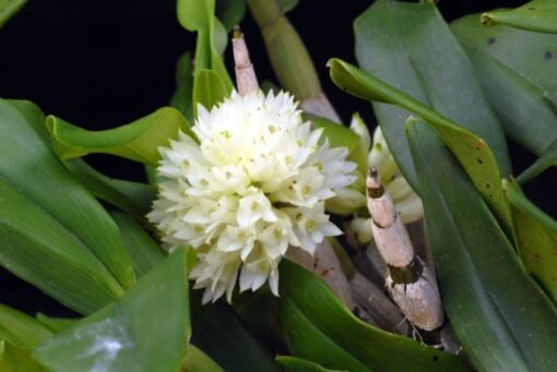 DENDROBIUM PURPUREUM ALBA MUDA 5 A 10 CM