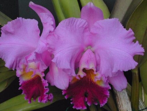 C. HORACE MAXIMA X LC. DRUMBEAT HERITAGE ADULTA