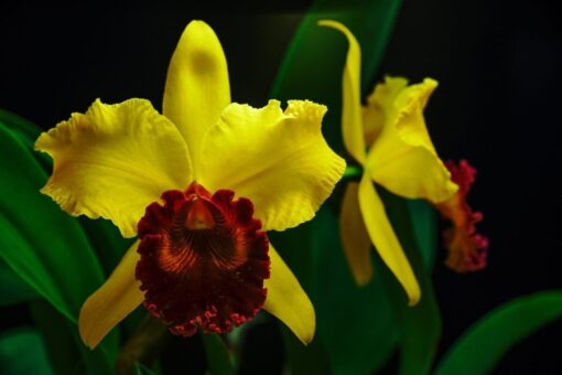 BLC. CHIA LIN NEW CITY X BLC. CARBELA BEAUTY  "SONG OF CANARY"