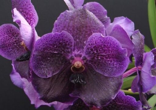 VANDA PURE WAX BLUE VIOLET