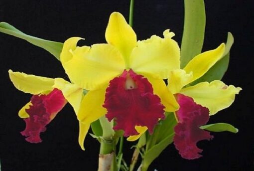 BLC. TOSHIE AOKI X L. TENEBROSA CORTE ADULTO