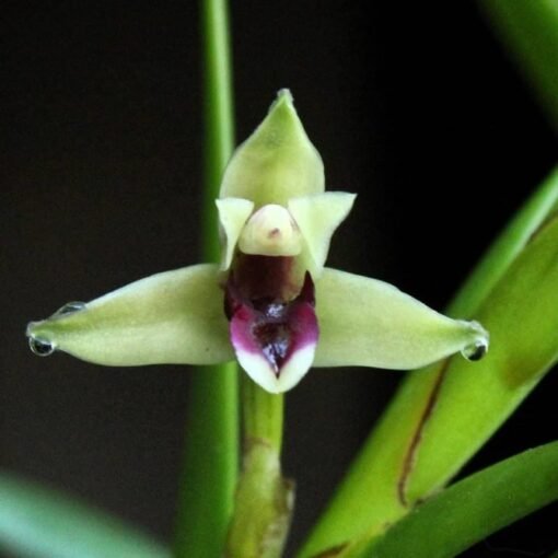 MAXILLARIA EQUITANS MUDA