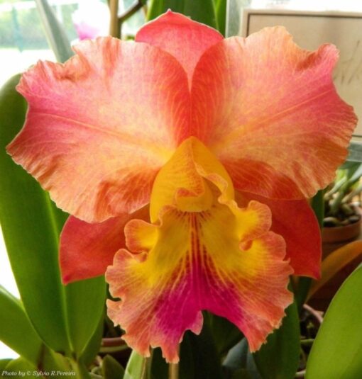 BLC. EXOTIC DREAM X CHIA LIN - CORTE ADULTO