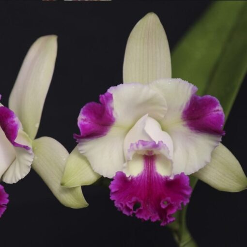 BLC. FANTASY MAKER "HR" ADULTA