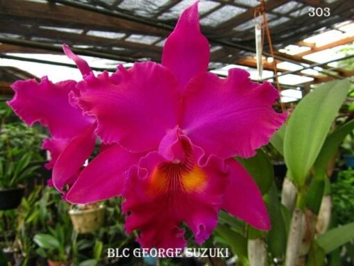 BLC. GEORGE SUZUKI MUDA