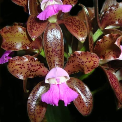 C.TIGRINA X C.CHOCOLATE DROP MUDA