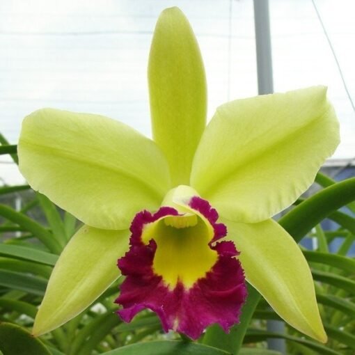 BLC. GREENWICH MUDA 10 A 15 CM