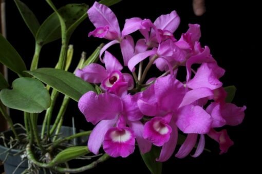 CATTLEYA SKINERI -  PRÉ ADULTA