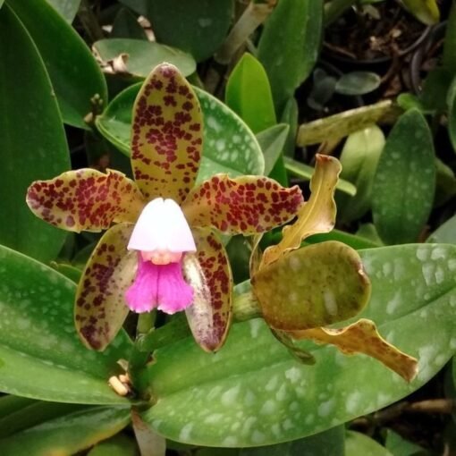 CATTLEYA GUTTATA "PERNUDA" ADULTA