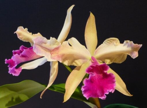 CATTLEYA LUMINOSA  PRÉ ADULTA