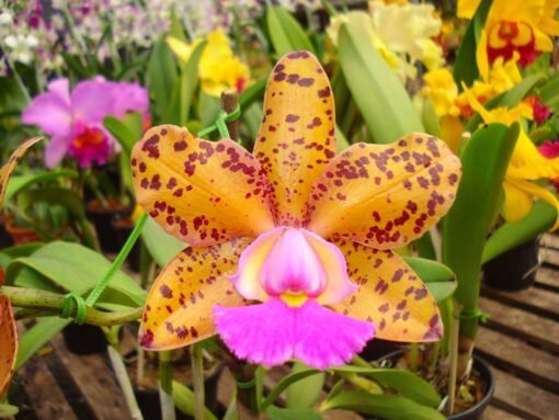 C. AMIGO ANIEL CARNIER X BLC. WAIANAE LEOPARD “CHING–HUA” CORTE ADULTO