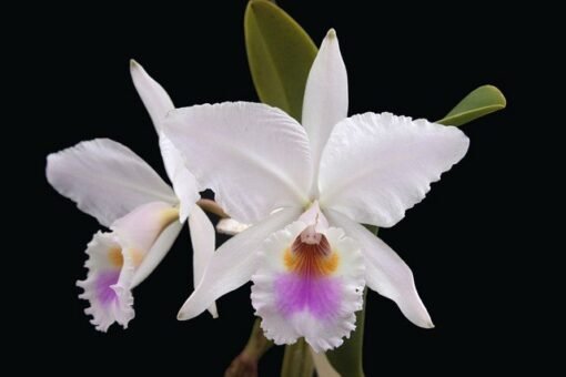 CATTLEYA LABIATA SEMI ALBA CARNEA -  PRÉ ADULTA