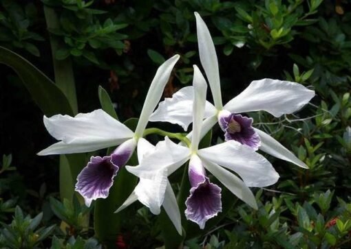 L. PURPURATA “WERKAUESERII” X C. GASKELIANA “COERULEA” ADULTA