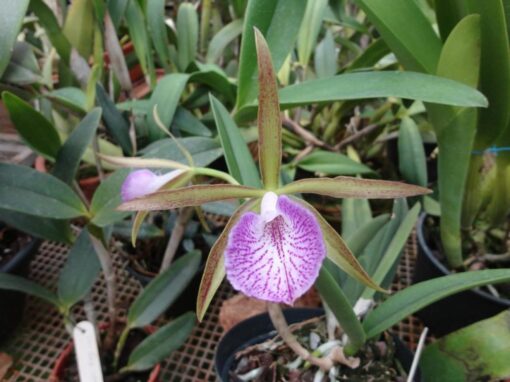 C. LEOPOLDI  X BRASSAVOLA NODOSA ADULTA