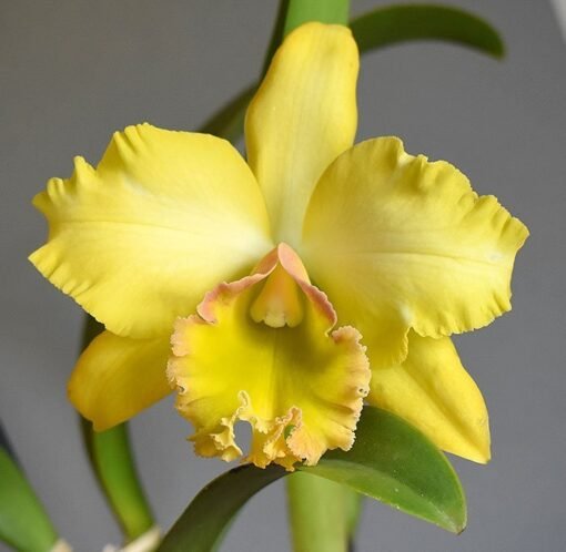 BLC. MALWORTH ADULTA