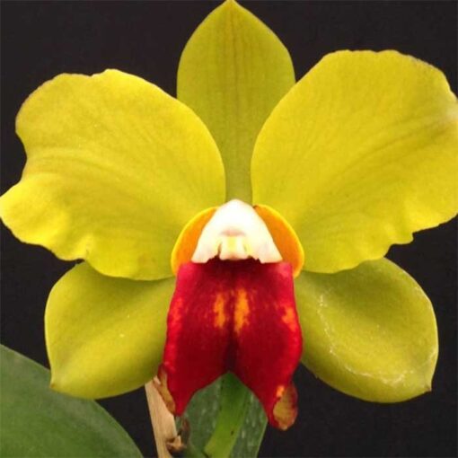 C. DIPOZZI TIZIANO X L. PURPURATA COER FLAMEA X BLC CHINESE BRONZE