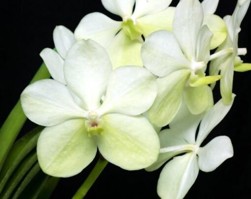 VANDA  PRÉNCESS MIKASA ALBA MUDA