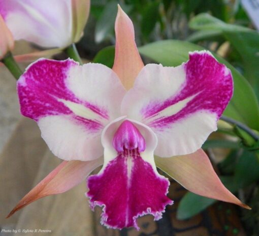 BLC. CHYONG GUU BENZ `FONG YUEN´ ADULTA