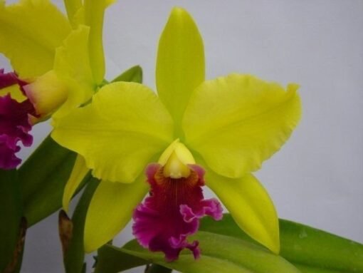 BLC. HAWSERMANNS SIMPHONY MUDA