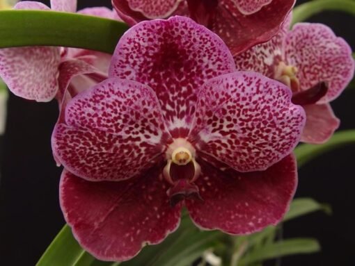 VANDA ROBERT DELIGHT RED PRÉ ADULTA