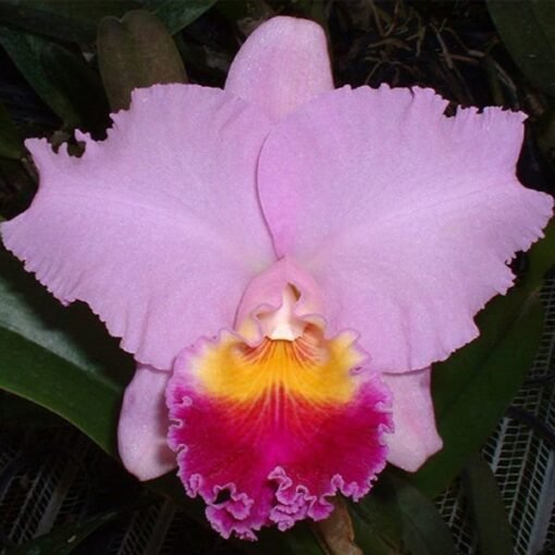 BLC. GORGEOUS GOLD POKAI ADULTA