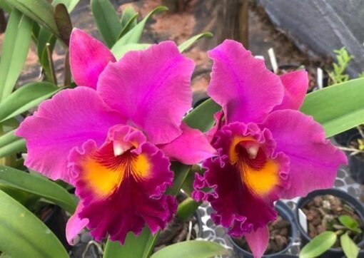 BLC. OCONEE “MENDENHALL” X BLC. THIAGO SUZUKI ADULTA