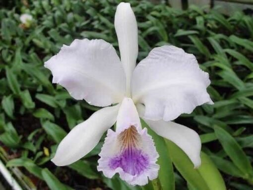 CATTLEYA LABIATA COERULEA ARDOSIA -  PRÉ ADULTA