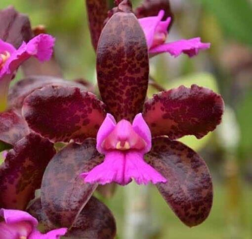 C. LEOPOLDI FLAMEA X DARK PRINCESS